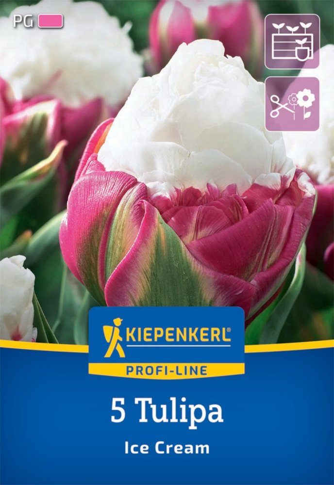Levně 2000005/8601Tulipány Ice Cream 5ks