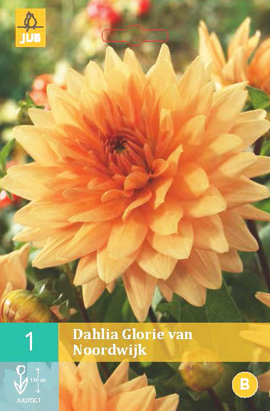 Levně 852011/7307 Dahlie Glorie Van Noordwijk 1ks