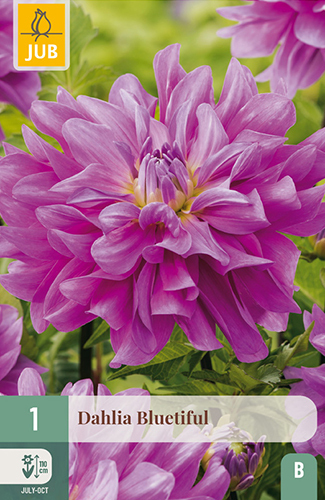 Levně 852816/7302 Dahlie Bluetiful 1ks
