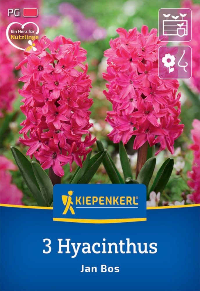 Levně 2600006/7301 Hyacinty Jan Bos 3ks