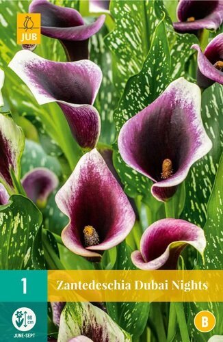 Levně 851160/8107 Kala Dubai Nights 1ks