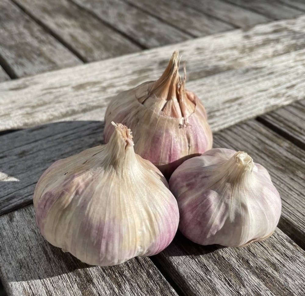 Levně Česnek sadbový Germidour (pytel 4palice)