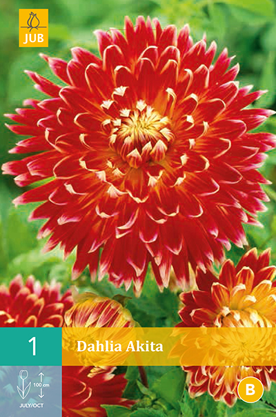 Levně 852979/7206 Dahlie Akita 1ks