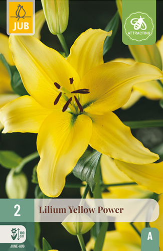Levně 851220/8308 Lilie Yellow Power 2ks