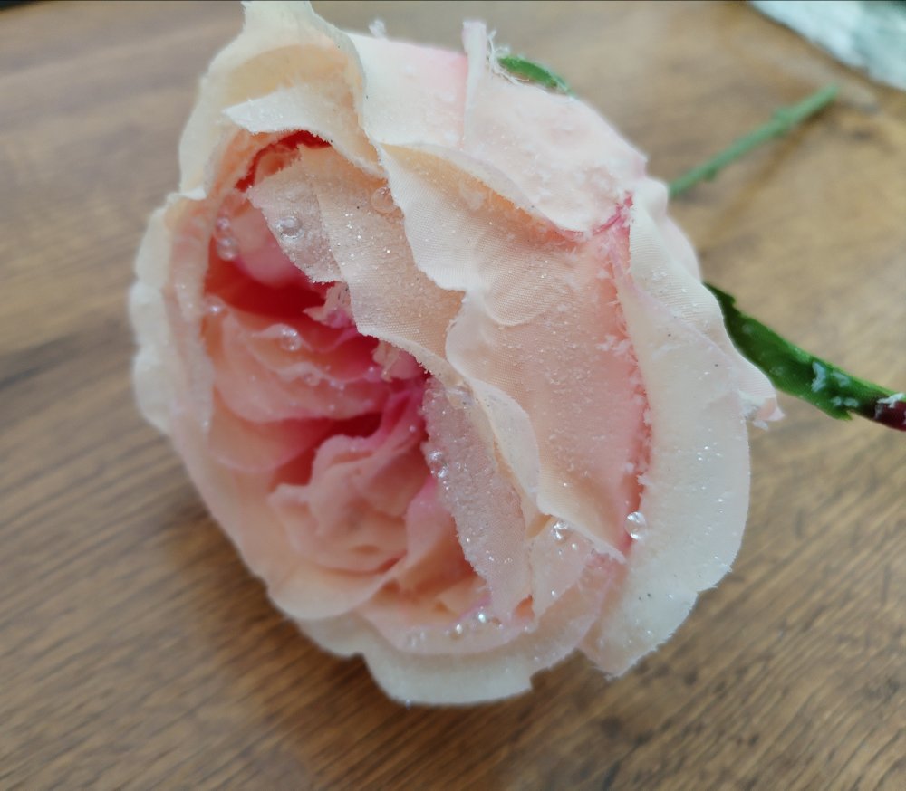 Levně Zimní růže broskvová F95491