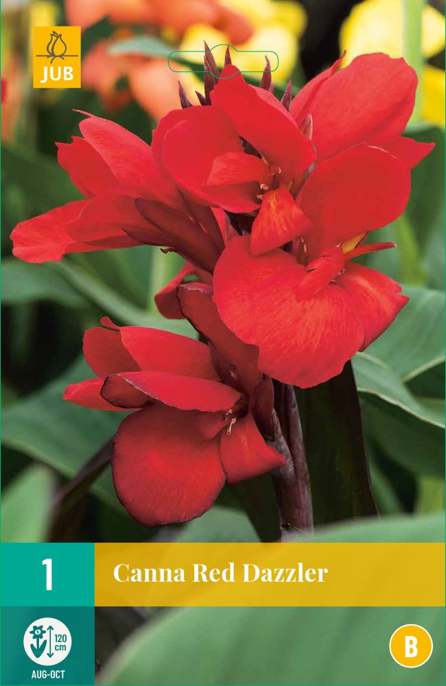 Levně 851043/7205 Canna Red Dazzler 1ks