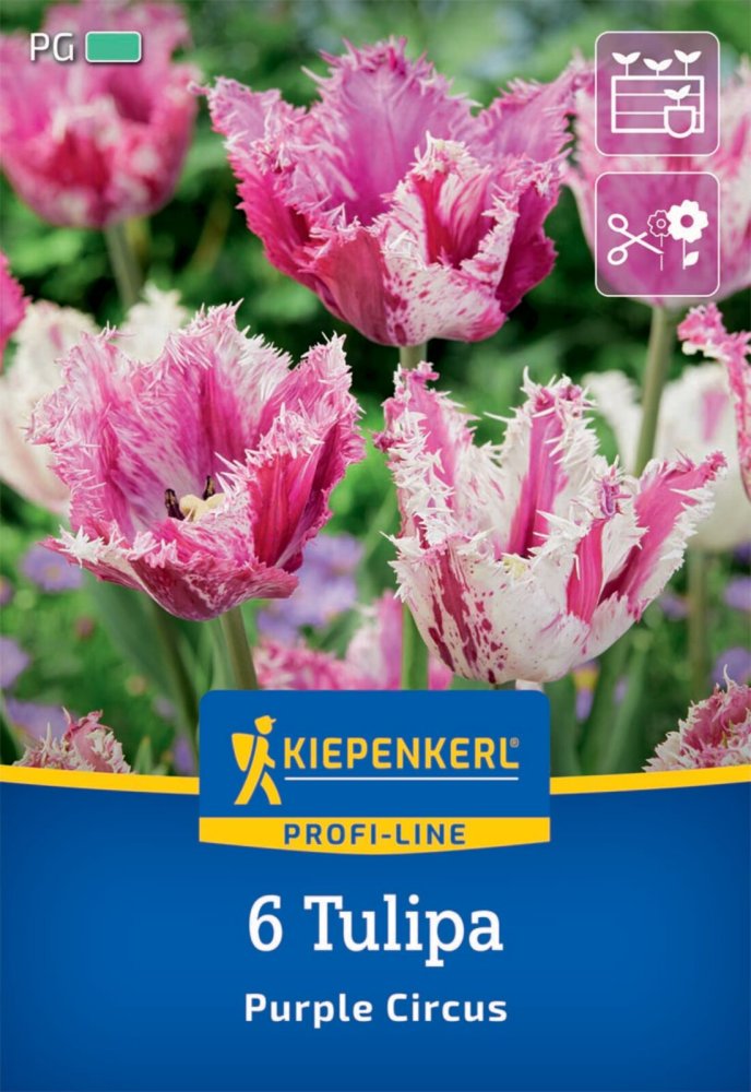 Levně 2000030/8501 Tulipány Purple Circus 6ks