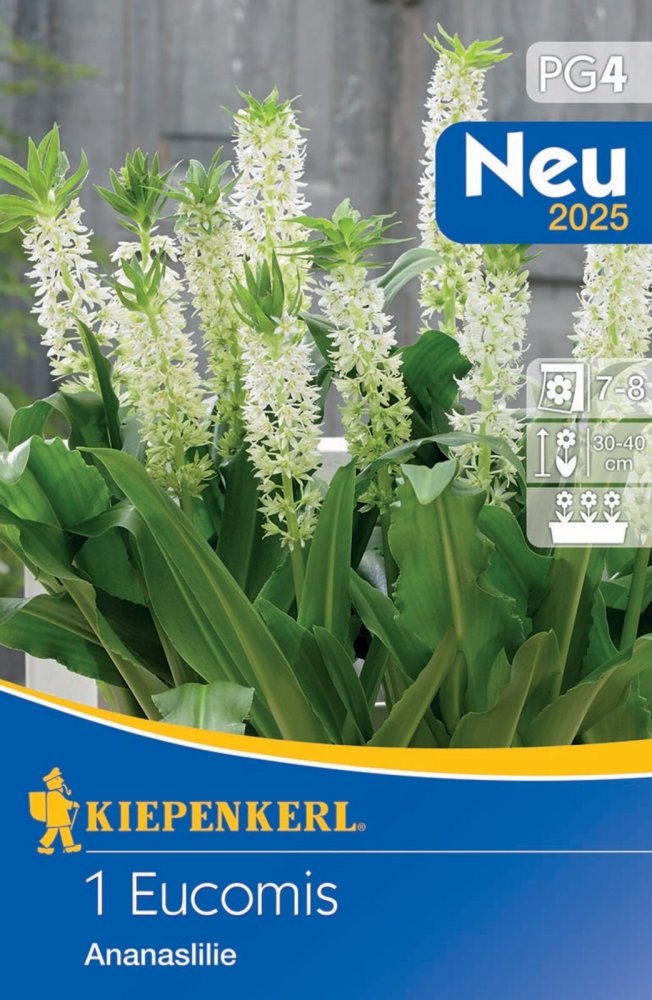 711914 Chocholatice / Eucomis 1ks / 8204