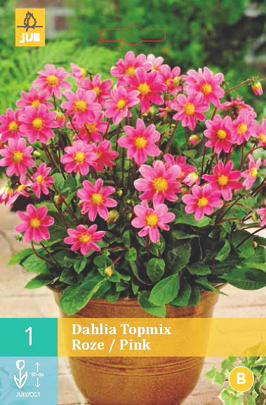 Levně 852090/7407 Dahlie Topmix Pink 1ks