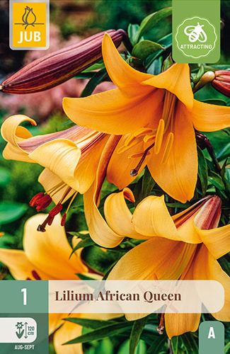 Levně 851270/8204 Lilie African Queen 1ks