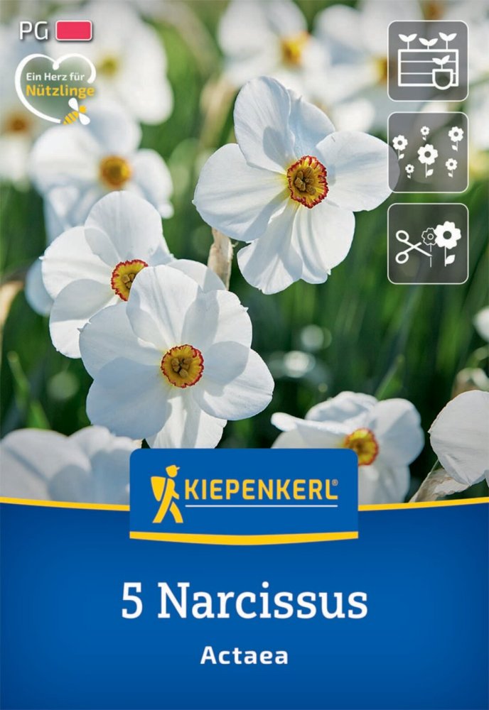 Levně 2450017/8101Narcisy poeticus Actaea 5ks