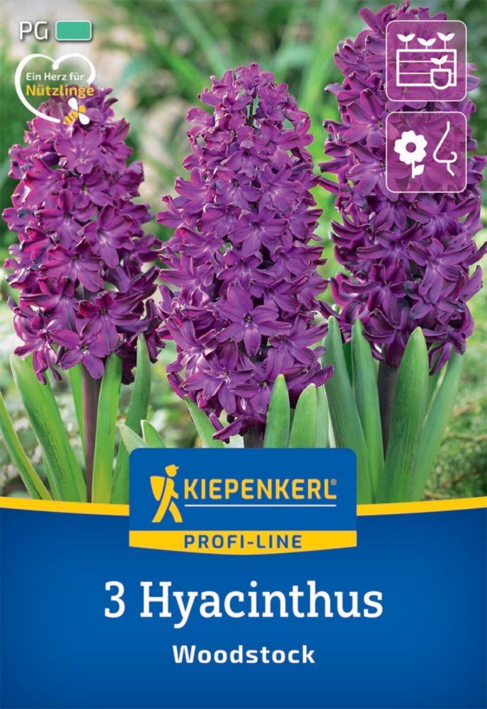 Levně 2600002/7202 Hyacinty Woodstock 3ks