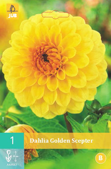 Levně 852075/7404 Dahlie Golden Scepter 1ks