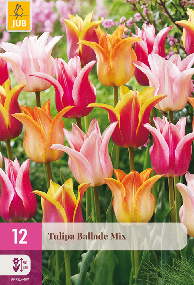 853024/99 Tulipány Ballade směs 12 ks