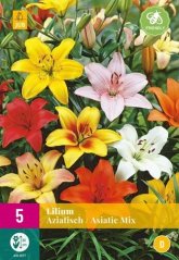 851297/8402 Lilie asijské směs 5ks