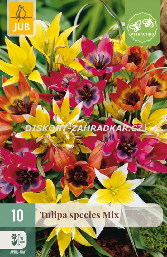 850356/8201 Tulipány botanické směs 10ks