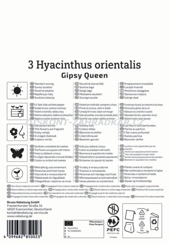 2600005/7204 Hyacinty Gipsy Queen 3ks