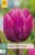 850638/8304 Tulipány Purple Prince 7ks