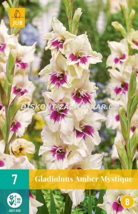 851154/7505 Gladioly Amber Mystique 7ks