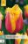 852648/8108 Tulipány Lambada 7ks