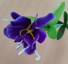 Iris (kosateček) fialový