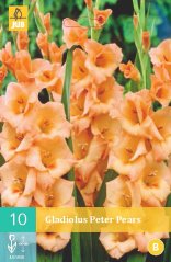 852123/7602 Gladioly Peter Pears 10ks