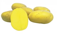 Sadba brambor PRINCESS (pytel 25kg)