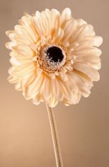 Dry Gerbera 53 cm krémová F248-C