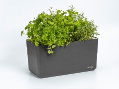 Truhlík Berberis 40 cm Antracit + slonová kost