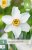 852706/7507 Narcisy Recurvus 5ks