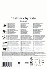 2750007/7601 Lilie Urandi 1ks