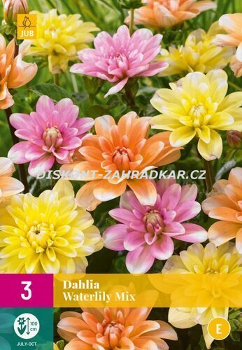 851290/7501 Dahlie leknínová směs 3ks