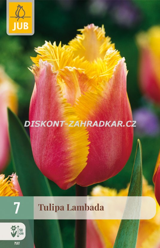 852648/8108 Tulipány Lambada 7ks 852648/8108 Tulipány Lambada 7ks
