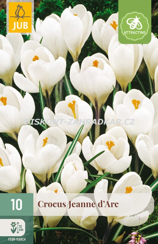 850367/7207 Krokusy Jeanne Darc 10ks