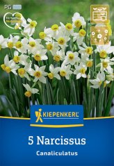 2450020/7701 Narcisy Geranium 5ks
