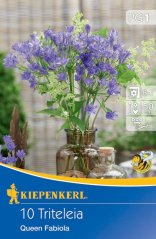 711303 Triteleia Queen Fabiola 10ks /7602