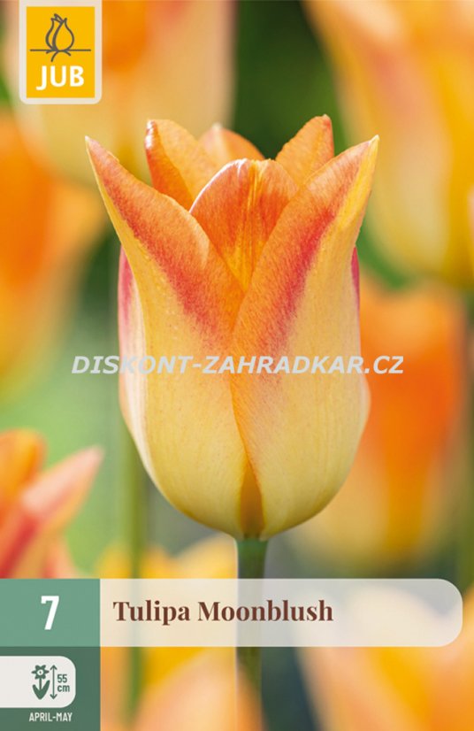 850607/8303 Tulipány Moonblus 7ks