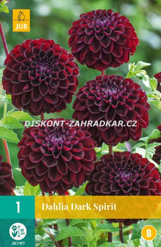 851251/7403 Dahlie Dark Spirit 1ks