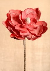 Magnolie růžová 75 cm 3-42PI