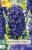 850601/7107 Hyacinty Blue Trophy 5ks