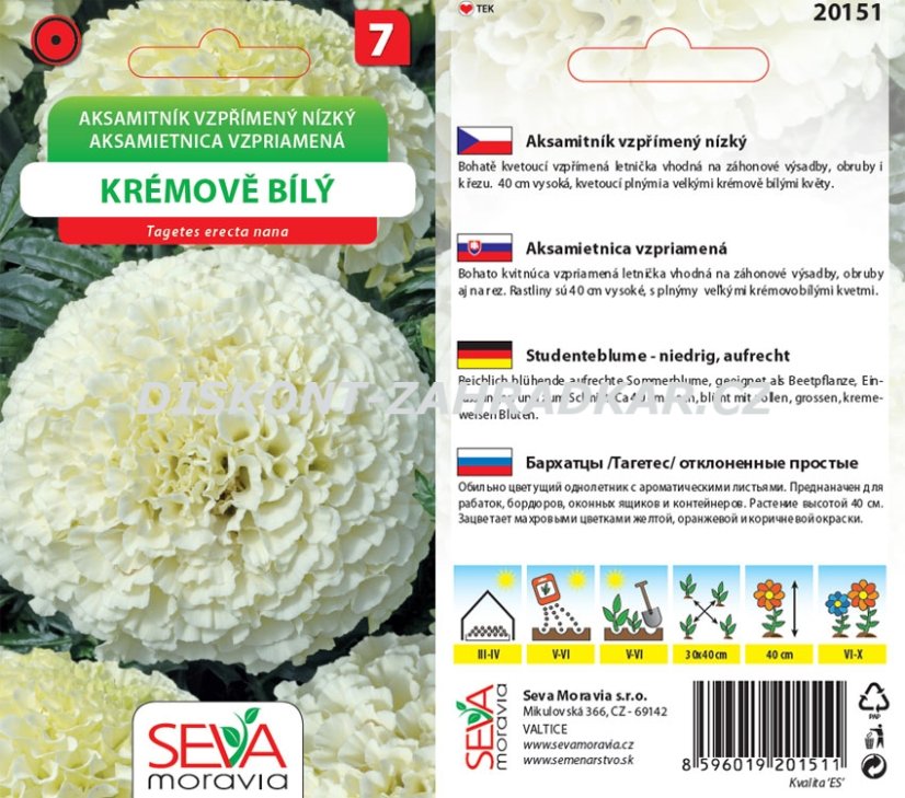 20151 Aksamitník nízký krém. bílá 0,1g / 3907