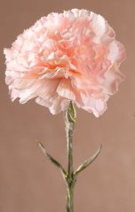 Karafiát 69 cm růžový F401-P