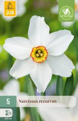 852706/7507 Narcisy Recurvus 5ks