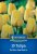 2000024/8505 Tulipány Golden Apeldoorn 10ks