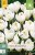 850367/7207 Krokusy Jeanne Darc 10ks