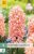 850318/7201 Hyacinty Gipsy Queen 5ks