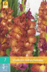 852115/7508 Gladioly Indian Summer 7ks