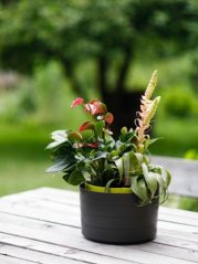Žardinka samozavlažovací Berberis 26cm Antracit + zelená