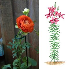 Podpěra rostlin 35 cm užší / CH7099