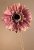 Dry Gerbera 53 cm růžová F248-P